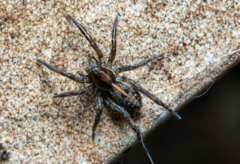 Artoriopsis expolita