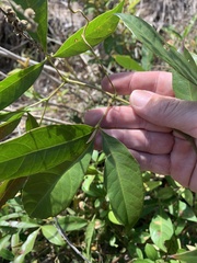 Cissus sterculiifolia