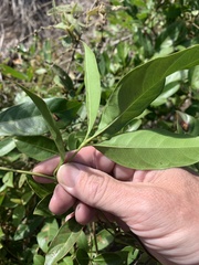 Cissus sterculiifolia