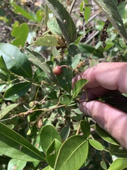 Cissus sterculiifolia