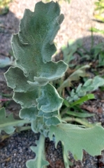 Glaucium flavum