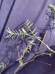 Gompholobium pinnatum