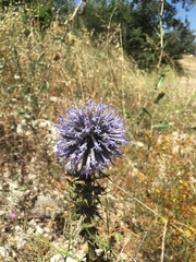 Echinops adenocaulos