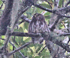 Glaucidium sanchezi