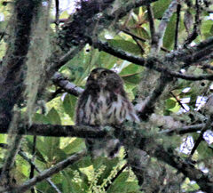 Glaucidium sanchezi