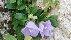 Campanula raineri