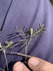 Gompholobium pinnatum