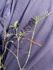 Gompholobium pinnatum