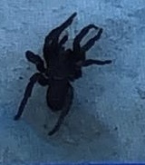 Amblyocarenum walckenaeri