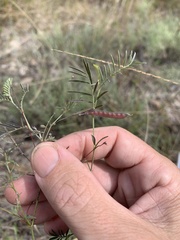 Gompholobium pinnatum