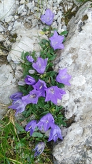 Campanula raineri