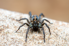 Artoriopsis expolita