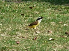 Pitangus sulphuratus