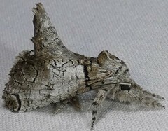 Inguromorpha basalis