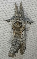 Inguromorpha basalis