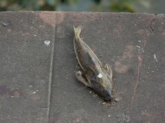 Rhinodoras dorbignyi