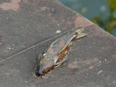 Rhinodoras dorbignyi