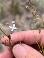 Mitrasacme nudicaulis