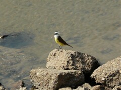 Pitangus sulphuratus