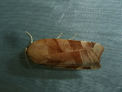 Noctua fimbriata