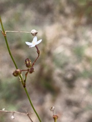 Mitrasacme nudicaulis