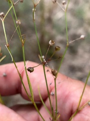 Mitrasacme nudicaulis