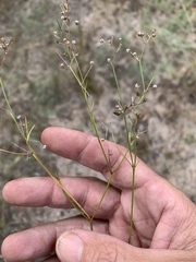 Mitrasacme nudicaulis