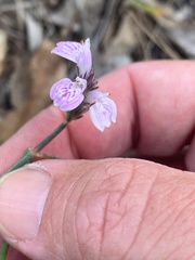 Rostellularia adscendens