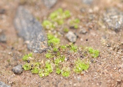 Fossombronia wondraczekii