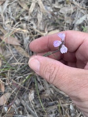 Rostellularia adscendens
