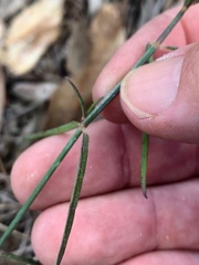 Rostellularia adscendens