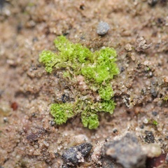 Fossombronia wondraczekii