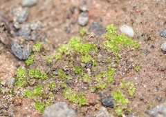 Fossombronia wondraczekii