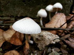 Leucoagaricus