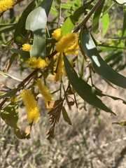 Acacia aulacocarpa