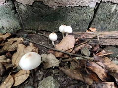 Leucoagaricus