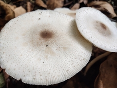Leucoagaricus