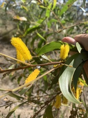 Acacia aulacocarpa