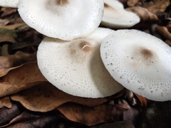 Leucoagaricus