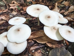 Leucoagaricus