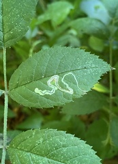 Stigmella rosaefoliella