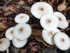 Leucoagaricus