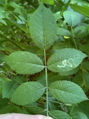 Stigmella rosaefoliella