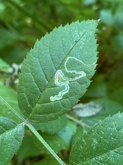 Stigmella rosaefoliella