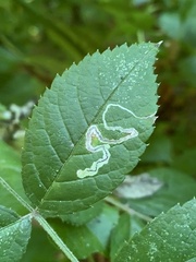 Stigmella rosaefoliella