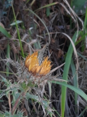 Pyronia cecilia