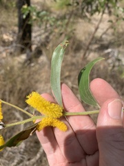 Acacia aulacocarpa