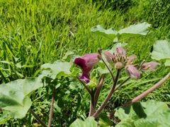 Proboscidea fragrans