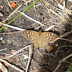 Pararge aegeria