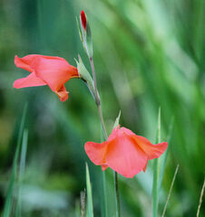 Gladiolus dalenii